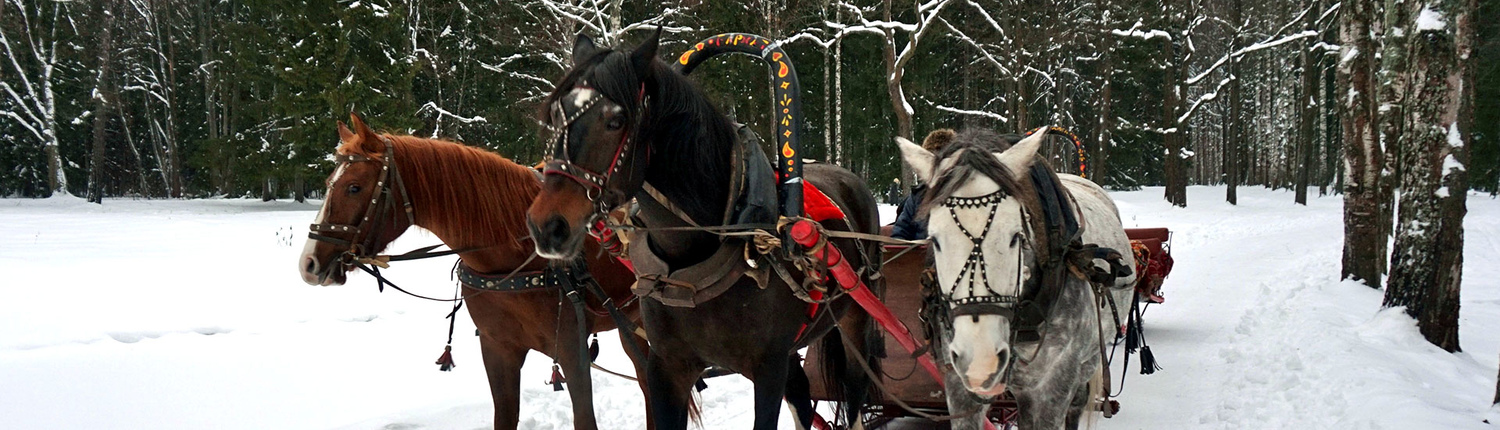 Traîneaux à Pavlovsk Traîneaux à Pavlovsk