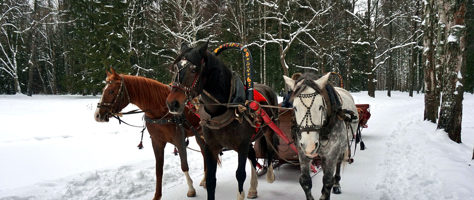 Traîneaux à Pavlovsk Traîneaux à Pavlovsk
